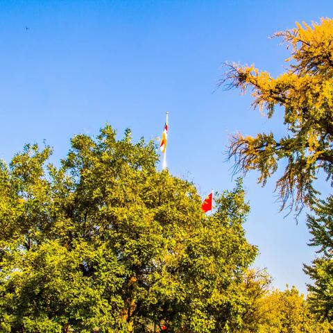 古刹法海寺观赏古银杏