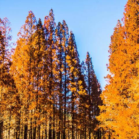 初冬北九水霜叶红烂漫