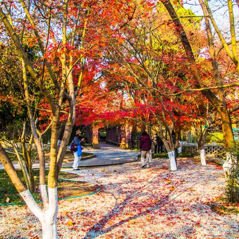 初冬赏枫枫林涧