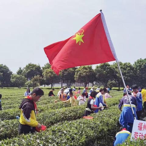 2023年福州市捷坂小学春季采茶活动 暨 红领巾奖章劳动章争章活动