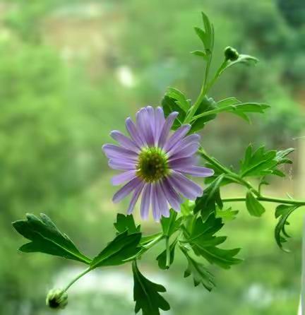 冬日小姬菊
