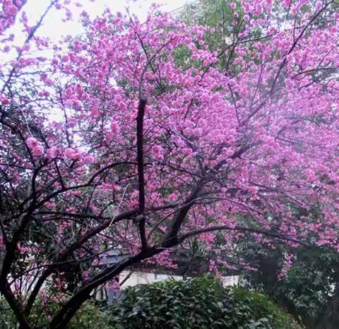 又是一年梅花开