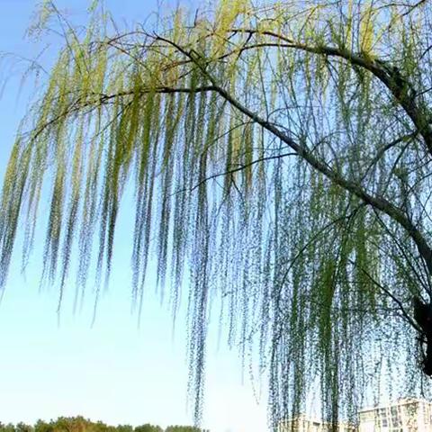 河堤杨柳醉春风