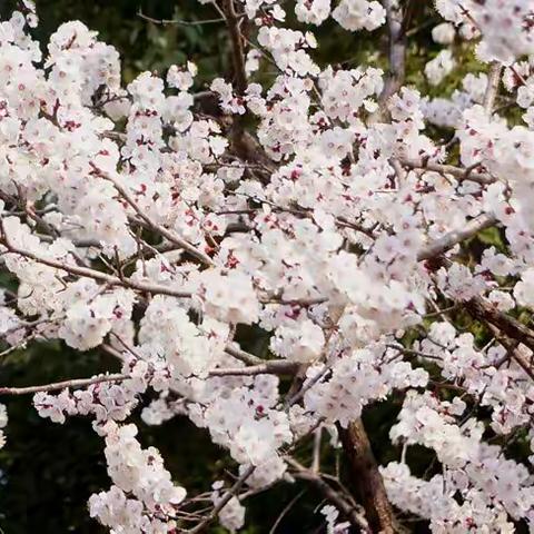 杏花浅白深红闹枝头