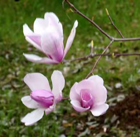 河畔玉兰