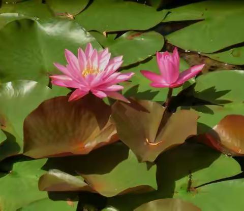 睡莲风采