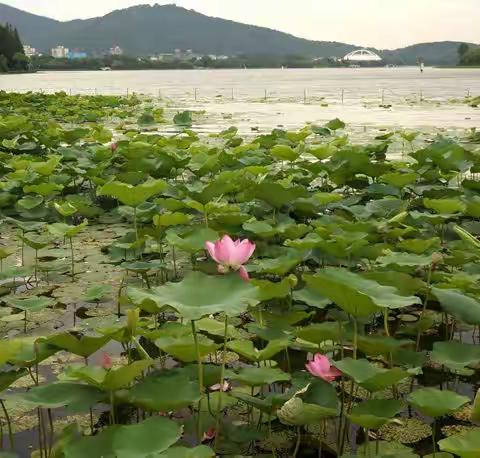 暑夏时节