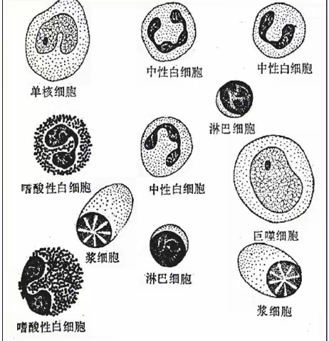 【安阳县妇幼保健院】检验科第178期 —嗜酸性粒细胞（eosinophil）