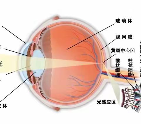 守护“睛彩”点亮未来 第三幼儿园中二班爱眼主题活动