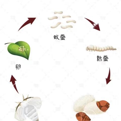 科学观察记录——蚕的一生