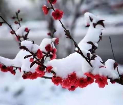 落雪无痕，情暖人心—水韵名邸物业全员扫雪，保障业主安全出行
