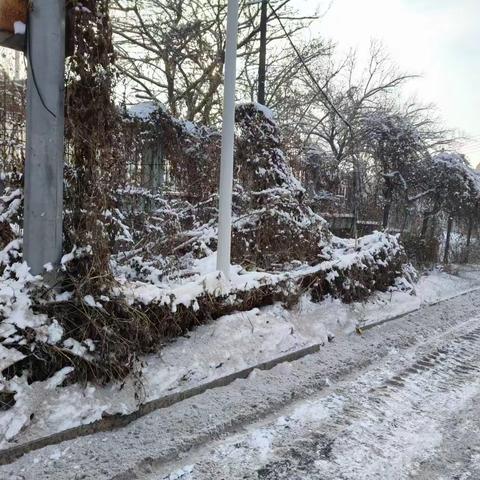 初雪映初心，风雪中他们忙碌的身影最美！———新屯街道东泰社区除雪在行动