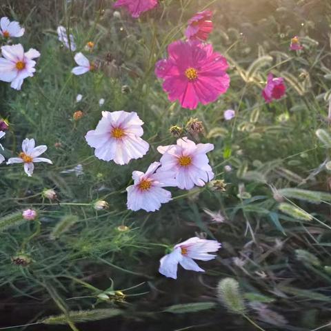 实践成长自我——忻州师范学院附属外国语中学初356班白鸿宇