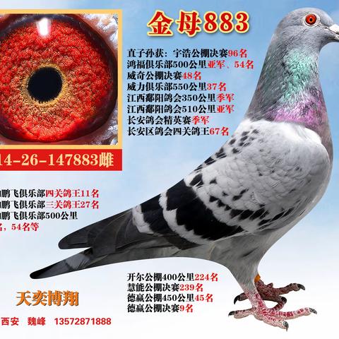 陕西天奕博翔【黑衣骑士】9月3日起清棚拍卖(1)
