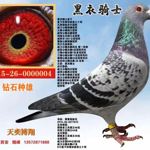 陕西天奕博翔【黑衣骑士】9月3日起清棚拍卖(2)