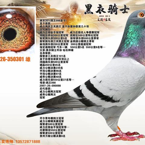 陕西天奕博翔【黑衣骑士】9月3日晚拍卖鸽展示