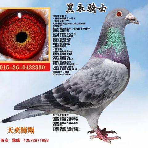 陕西天奕博翔【黑衣骑士】9月4日晚拍卖鸽展示