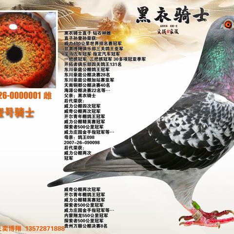 陕西天奕博翔【黑衣骑士】9月7日晚拍卖鸽展示