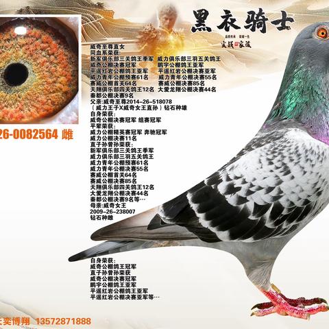 陕西天奕博翔【黑衣骑士】9月8日晚拍卖鸽展示