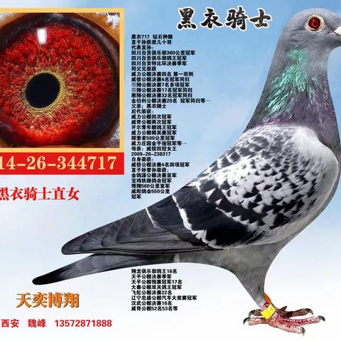 陕西天奕博翔【黑衣骑士】9月5日晚拍卖鸽展示