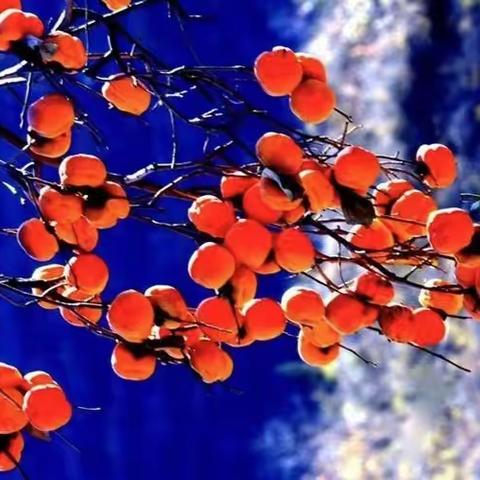 正是冬日好时光