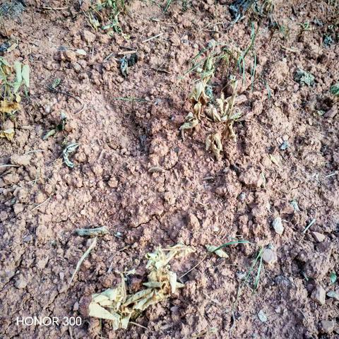 南充市嘉陵区大旱：失地农民挑水抗旱纪实