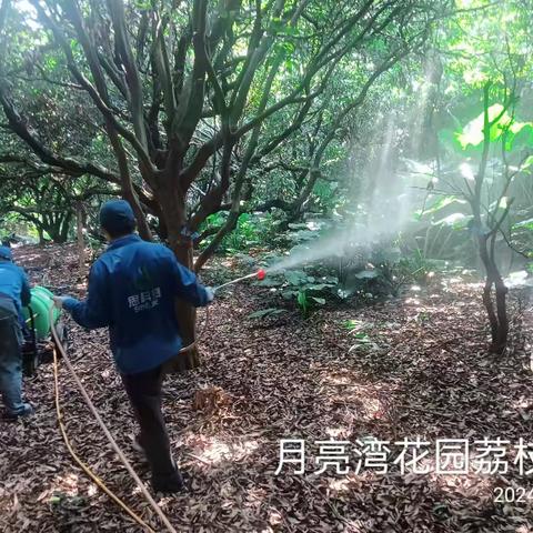 月亮湾荔枝林消杀作业图/2024.8.6