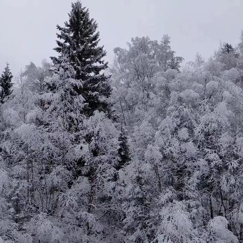 雪花杏花话清明