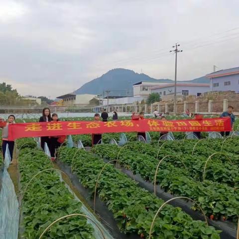 “走进生态农场，体验田园生活-----龙岩师范附属小学四（7）班假日小队活动”