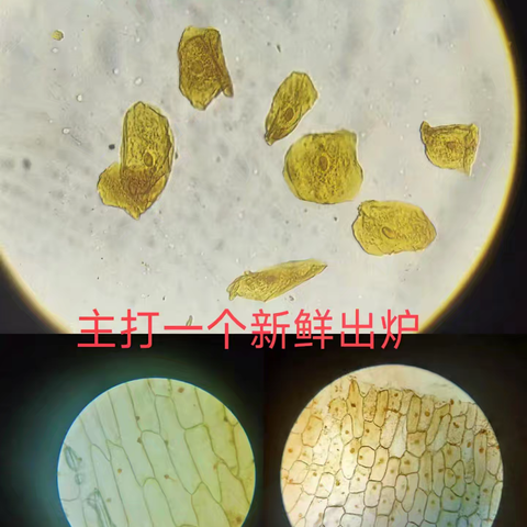 八年级生物特色实验课程