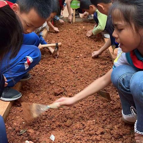 “生活即教育，劳动即课堂”—奥信小学四（4）班劳动实践活动