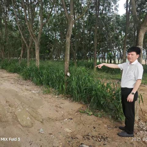 市级副林长蒙常委到大田镇开展巡林工作