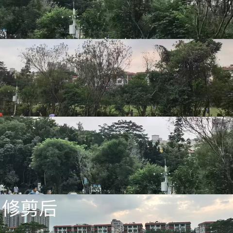 西门大草坪景观改造