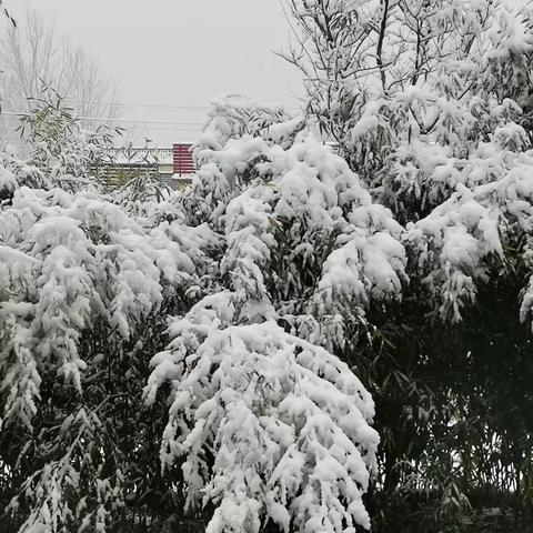 雪竹 冻云万里落寒酥， 翩翩飞雪压翠竹。 虚怀不减凌云志， 高风亮节待日出。