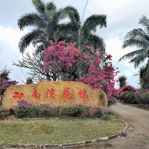 陵水南湾三角梅基地