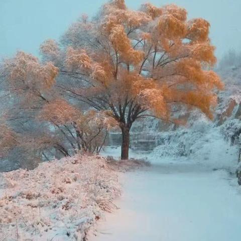 你从风雪中走来