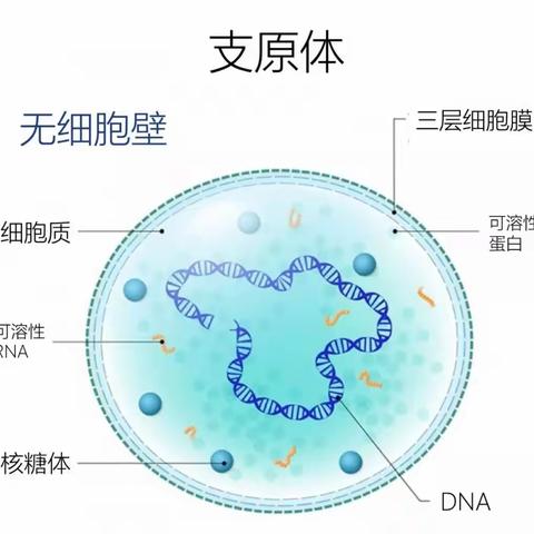 肺炎支原体感染后持续咳嗽该怎么办？可以试试这些方法~