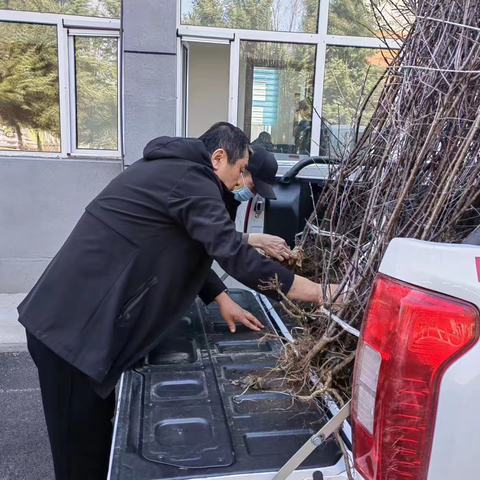 松岭林业局病防站为植树活动检疫苗木