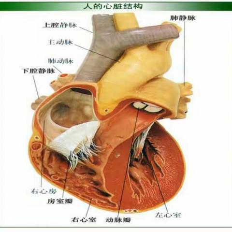 心梗病人健康宣教