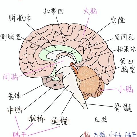 泥丸宫：我们大脑里的“生命总指挥部”