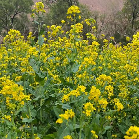 【“三抓三促”行动进行时】“约会春天 油菜花开”——鸳鸯镇砚峰村幼儿园踏青活动纪实