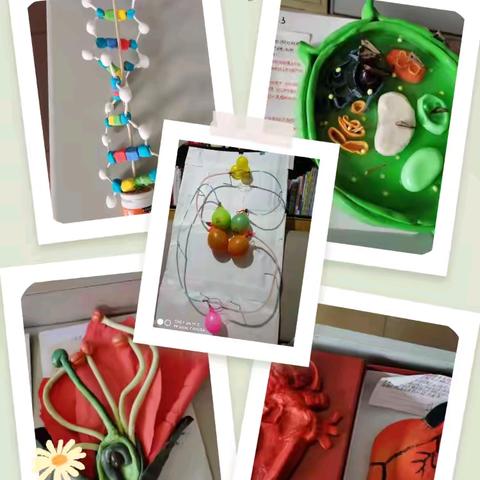 利津县高级中学附属中学寒假特色实践作业系列报道——生物篇