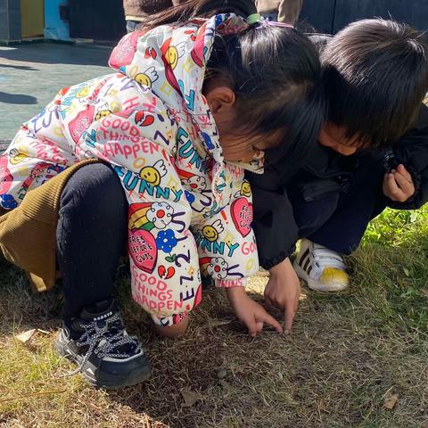 小蚂蚁🐜大秘密 中一班课程故事