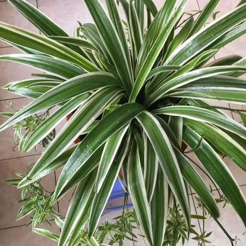我的植物朋友