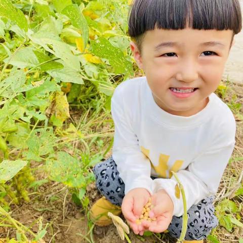 班本课程《豆来豆趣》----界牌镇中心幼儿园小一班