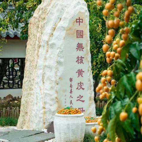 一天一夜郁南无核黄皮之旅约定您，品尝美食看美景 7月18号早上7点佛山市顺德容桂渔人码头出发