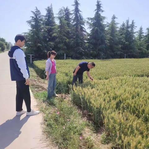 周陵办抓实夏季田间管理   确保农作物稳产丰收