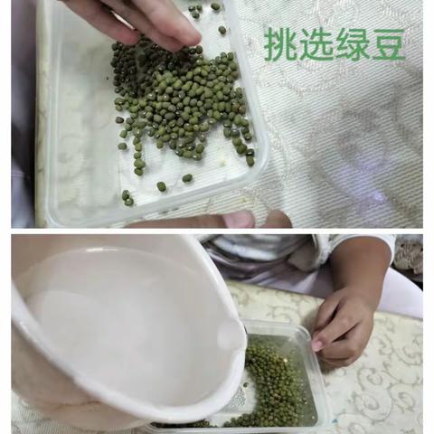 豆芽种植我在行 收获快乐助成长