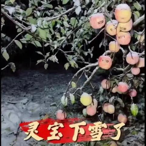 冬雪即景 城关建设小学 ﻿五2班孟丹林