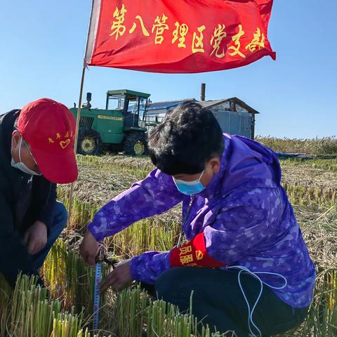 第八管理区党员干部助力秋收、争当先锋，确保颗粒归仓